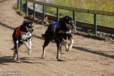 Aziz Qaside & Uzziah