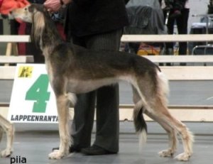 Aziz Ezdar BOS & CAC