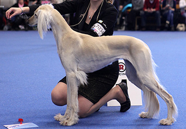 Aziz Fazel & Tazillah Khanda Karneol