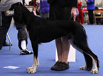 Tazillah Rajah al-Rubin & Aziz Shalil