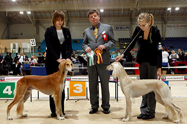 Aziz Cane Zadan & Aziz Fazel