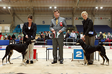 Aziz Halil & Aziz Haifa