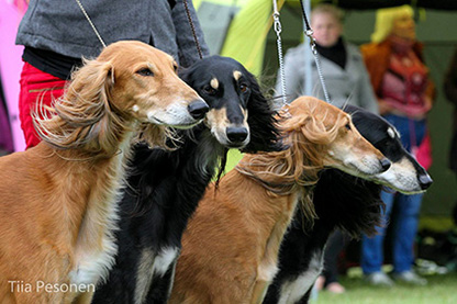 Aziz (Chakad, Luxor, Cashme, Haifa)