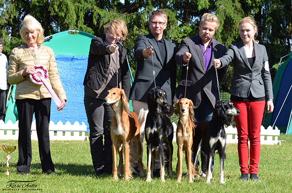 Aziz (Chakad, Luxor, Cashme, Haifa)