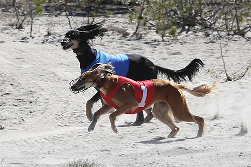 Aziz Luxor & Aziz Iryana