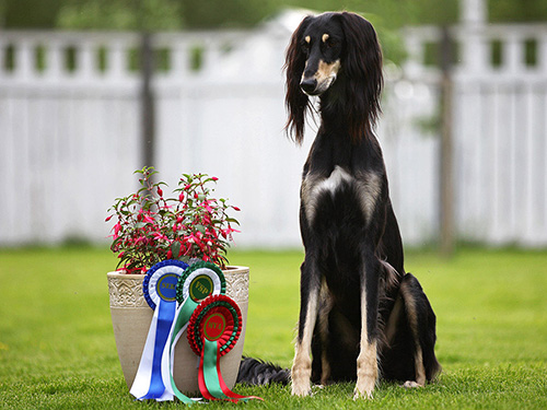 Desierto Belleza Galaxia Mustang & Aziz Luxor