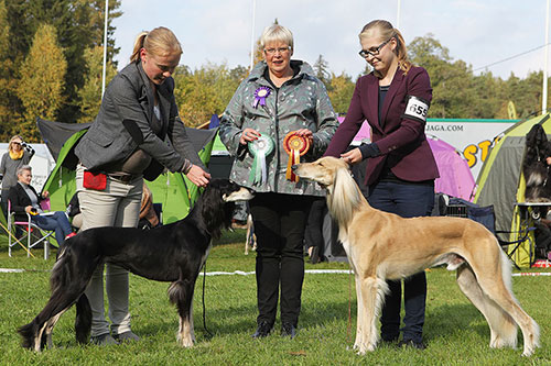 Aziz Haifa & Aziz Karim