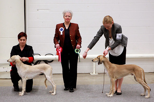 Wallaby's Azbah Al-Azalia & Aziz Parizad