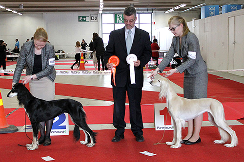 Aziz Haifa & Aziz Fazel