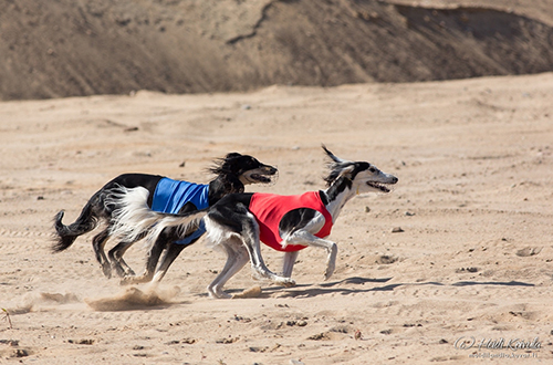 Aziz Luxor & Aziz Ohdedar