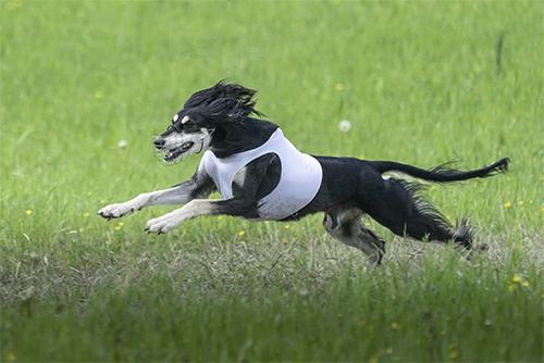 Aziz Qaseem al Aramika