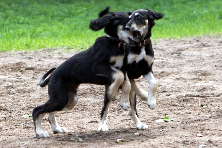 Hassan & Haifa playing