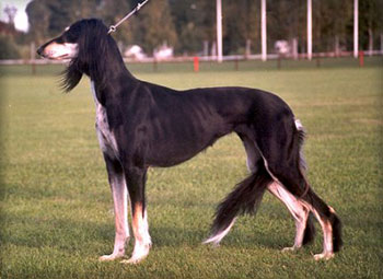 Aziz Mavaddat