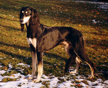 Aziz Qodrat