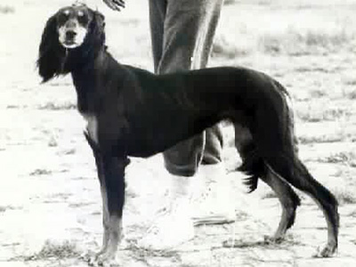 Aziz Baltsarina