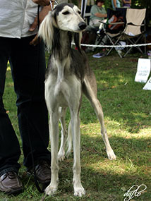 Aziz Biaban