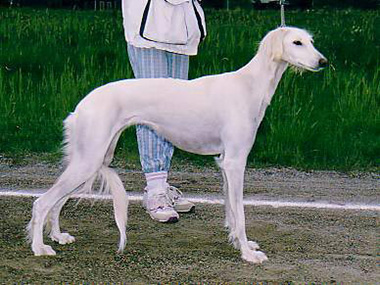 Aziz Divina
