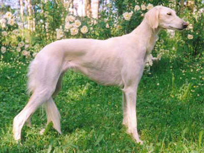 Aziz Divina