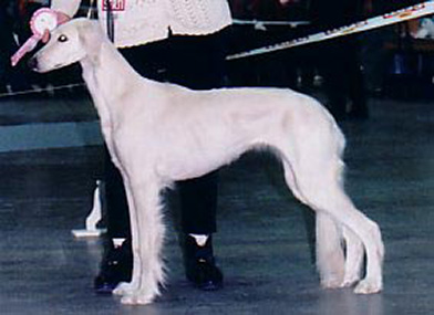 Aziz Elahi
