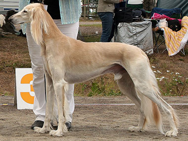 Aziz Kabir