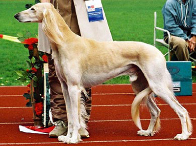 Aziz Kabir