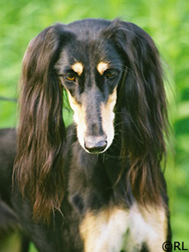 Aziz Tamasha