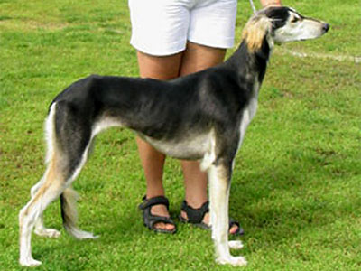 Aziz Usha