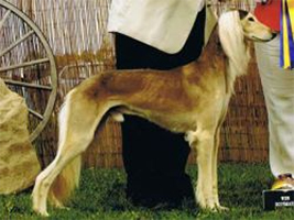 Z'Bee's Che Bellina Dante