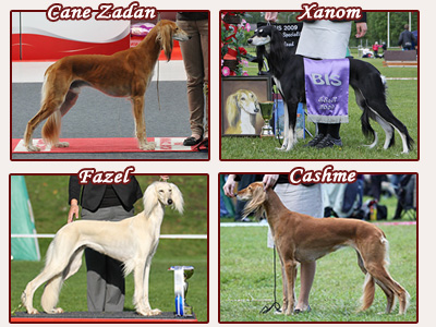 Aziz Breeder of the Year (Photos: Outi Toni, TexTERRI, Tiia Pesonen)