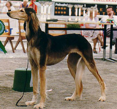 Aziz Cashmandaz