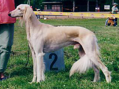 Aziz Divinus