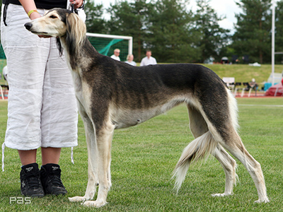 Aziz Peyam
